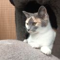Photo of Cailler ** 2nd Chance Cat Rescue**