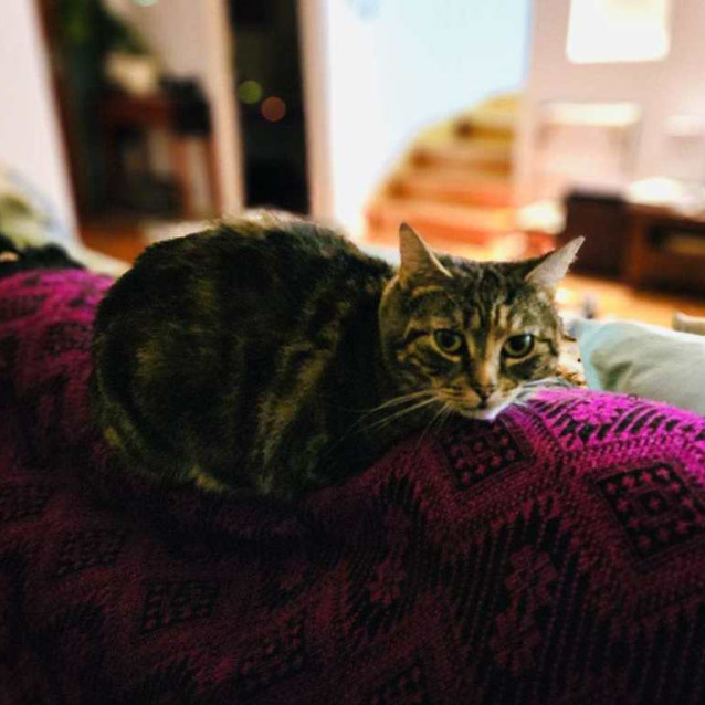 Photo of Valencia Rose  Located In Reservoir