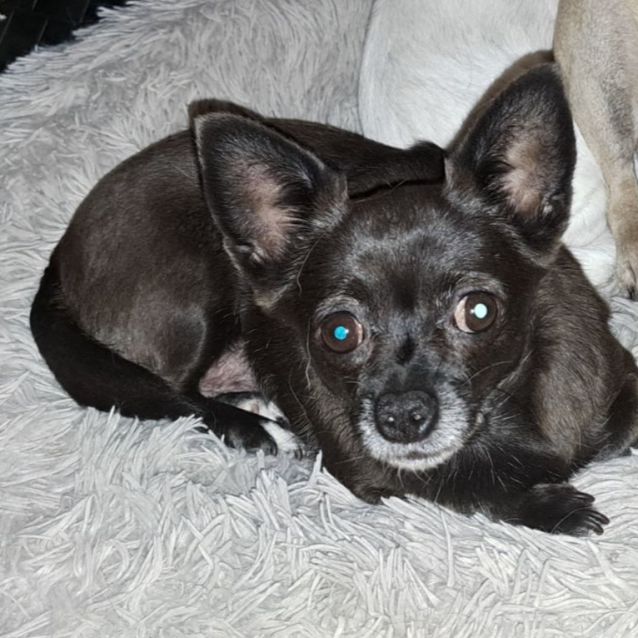 Black female chihuahua sales