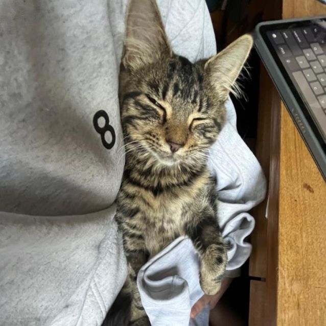 Photo of Marshmallow