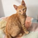Photo of Barry 🐱