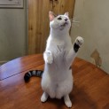 Photo of Snowy