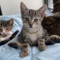 Photo of Goblin **2nd Chance Cat Rescue**