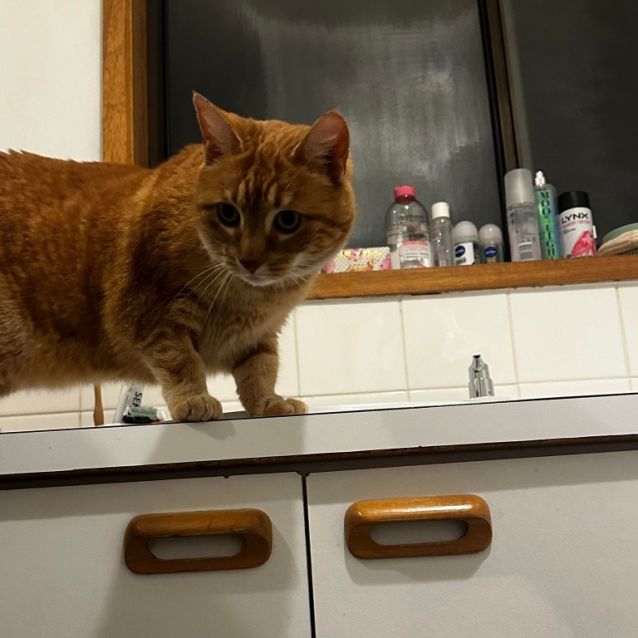 Photo of Luna