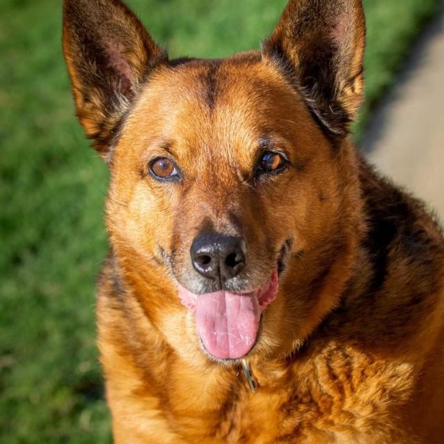 Photo of Loves Balls Cats Dogs 