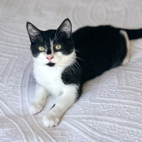 No photo for Bentley