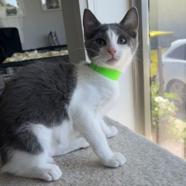 Photo of Ada *9 Lives Project Rescue*