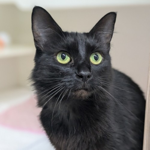 🍓 Miriam 5923 🍓