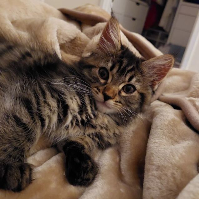 Photo of Ophelia & Draco ^^Dandy Cat Rescue^^