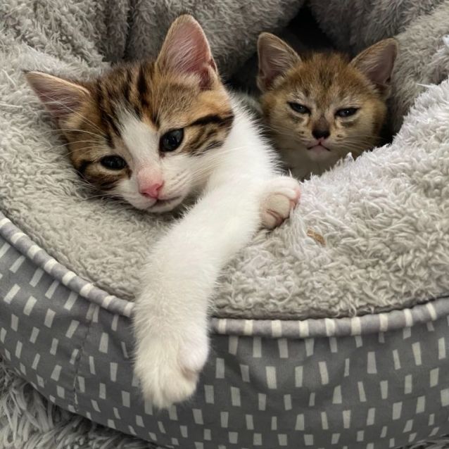 Photo of Lily ^^Dandy Cat Rescue^^