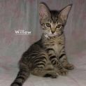 Photo of Willow