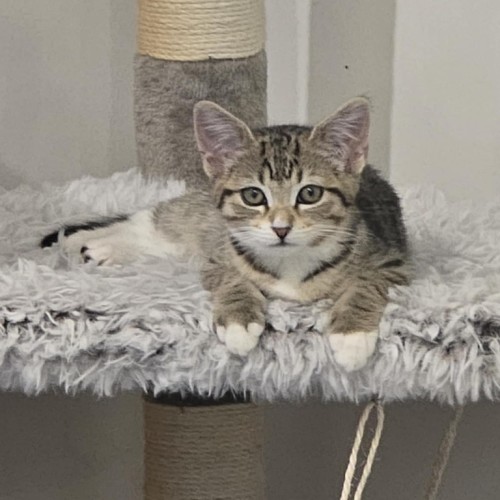 Meowly**2nd Chance Cat Rescue **