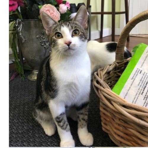 Tabatha (on hold - adoption pending)