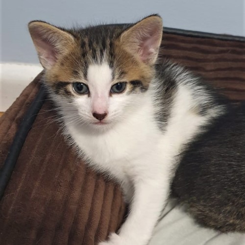 Mouse ^Dandy Cat Rescue^