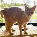 Photo of Cheeto