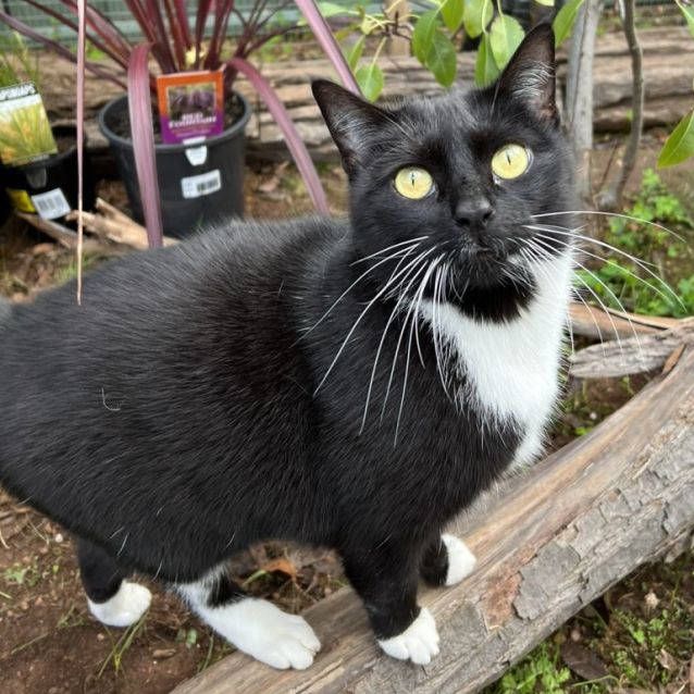 Photo of Lewis & Morse   Bonded Sister And Brother