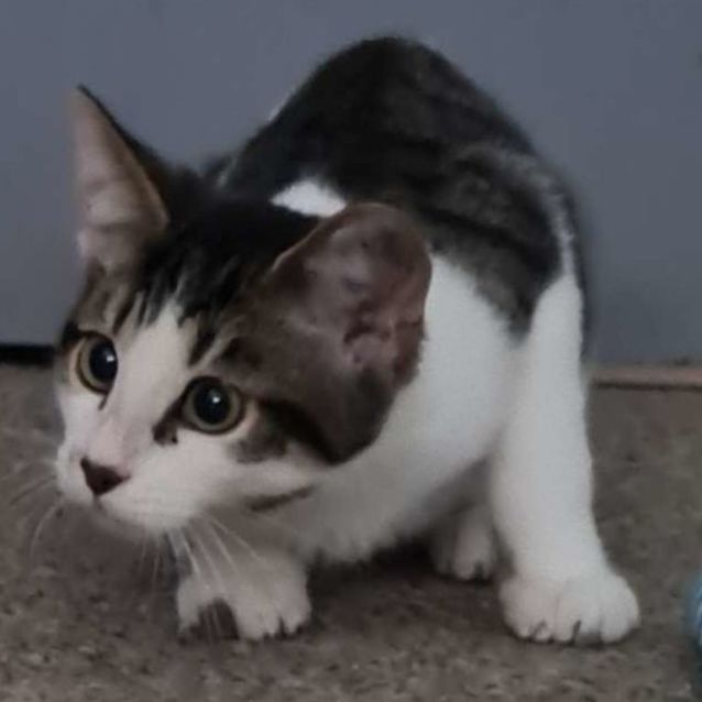 Photo of Jax