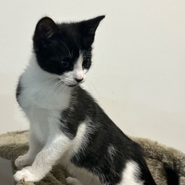 Photo of Hunter 🧵