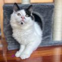 Photo of Sebastian **2nd Chance Cat Rescue**