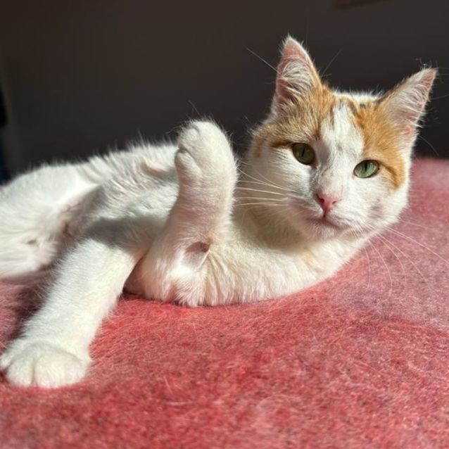 Photo of Juno