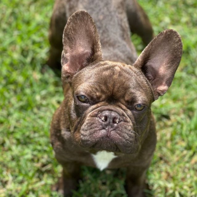 Photo of Winston 🐶