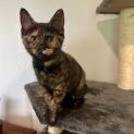 Photo of Ada **2nd Chance Cat Rescue**