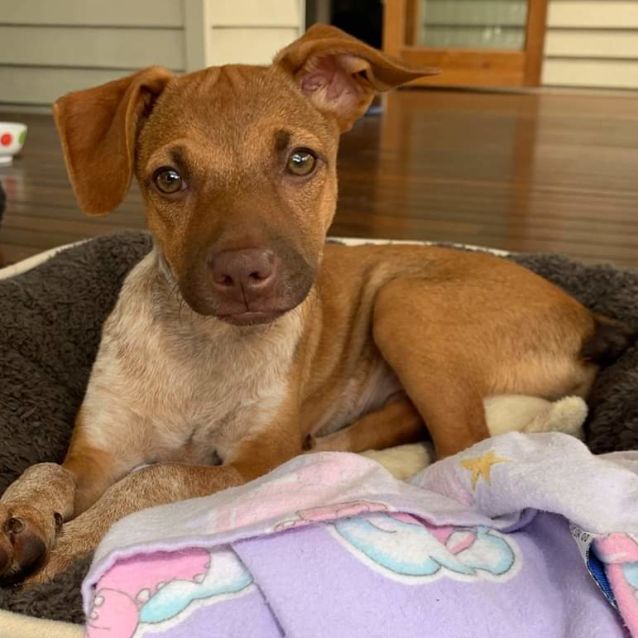 Copper Medium Male Kelpie x Smithfield Cattle Dog Dog in QLD