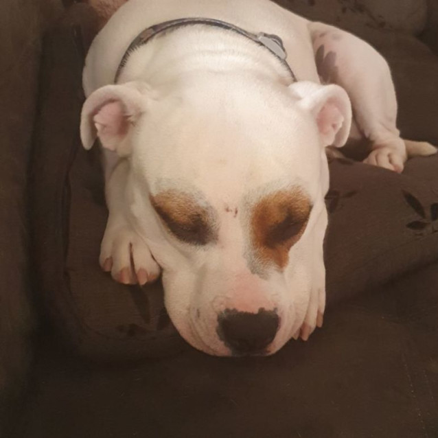 Photo of Patch 🐶