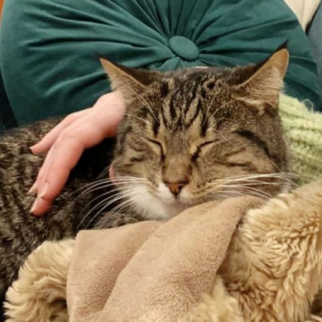 Photo of Mystic   Meet Me At Petstock South Geelong!