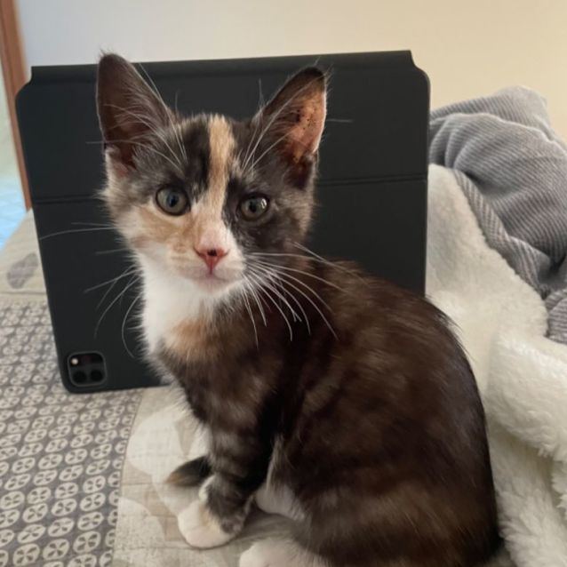 Photo of Maple