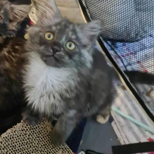 Minty Meet me at Petstock carrum downs 