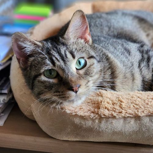 Lizzy ^Dandy Cat Rescue^