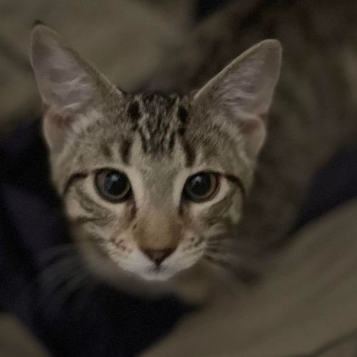Milly