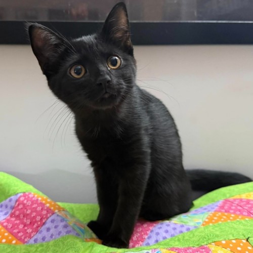 Luna**2nd Chance Cat Rescue**