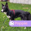 Photo of Poppie