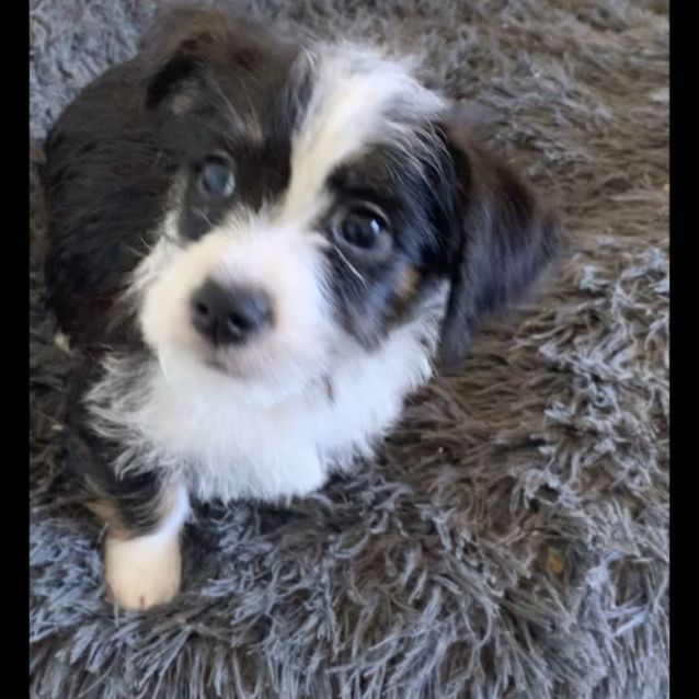 Border collie cross shih tzu hot sale