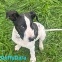 Photo of Dannys Litter