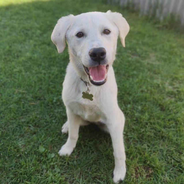 Maremma lab cross hotsell