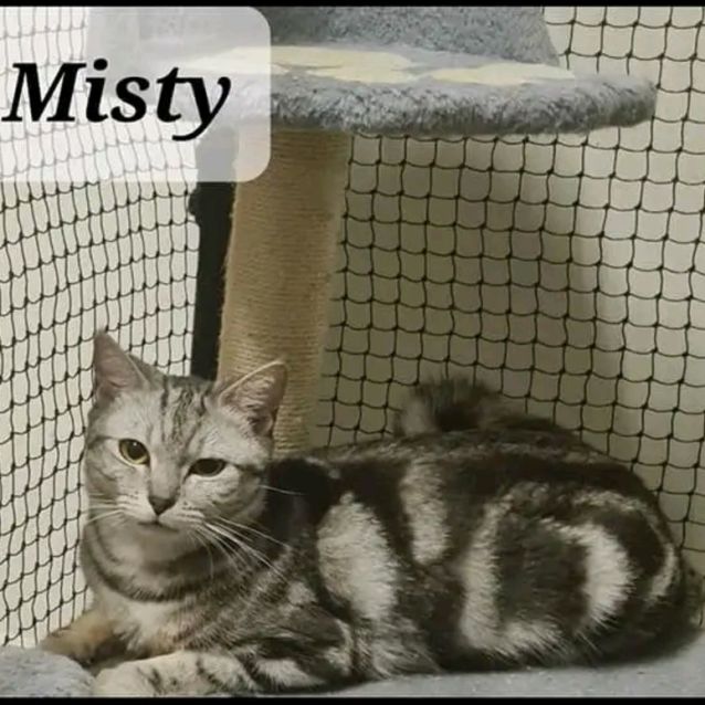 Photo of Misty