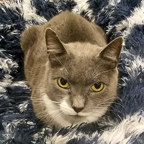 $100 Aoife - Domestic Short Hair Cat