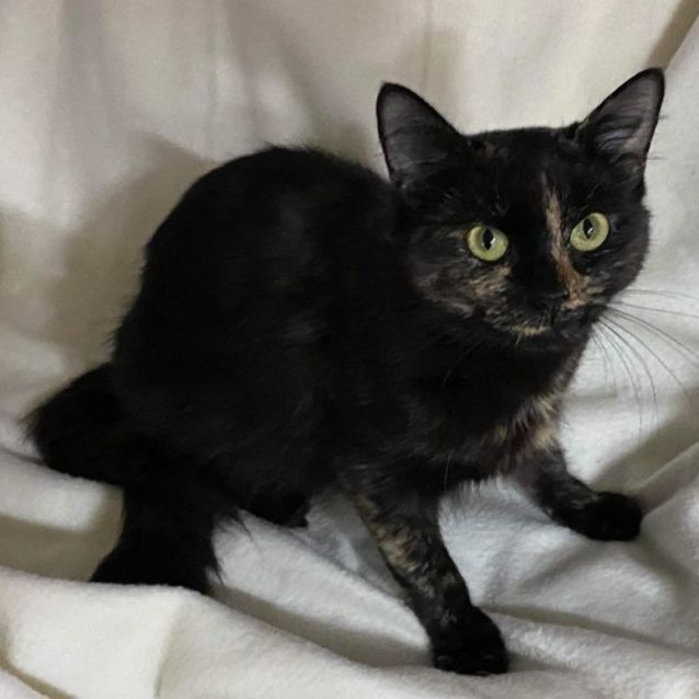 Photo of Treacle