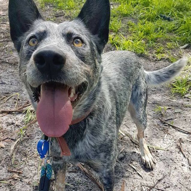 Clancy D0535 adopted 17/9/17 - Medium Male Blue Heeler Mix Dog in WA ...