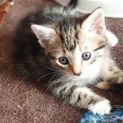 Photo of Ursula ^^Dandy Cat Rescue^^