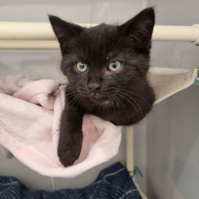 Photo of Licorice