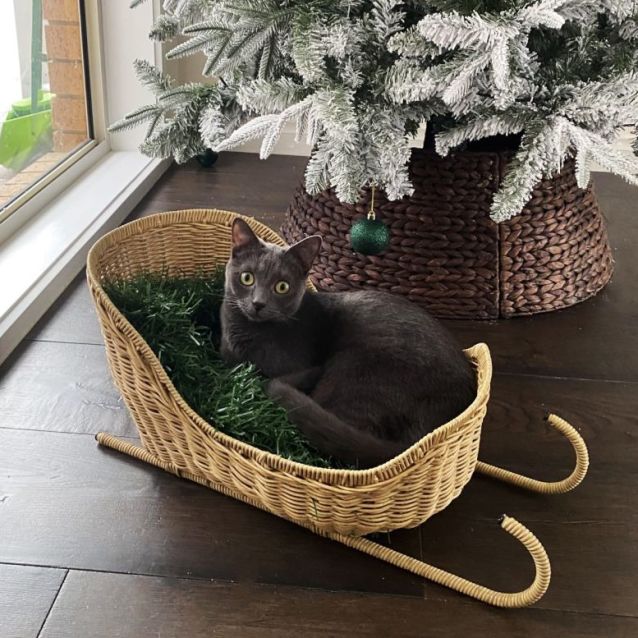 Photo of Beatrice ^^Dandy Cat Rescue^^