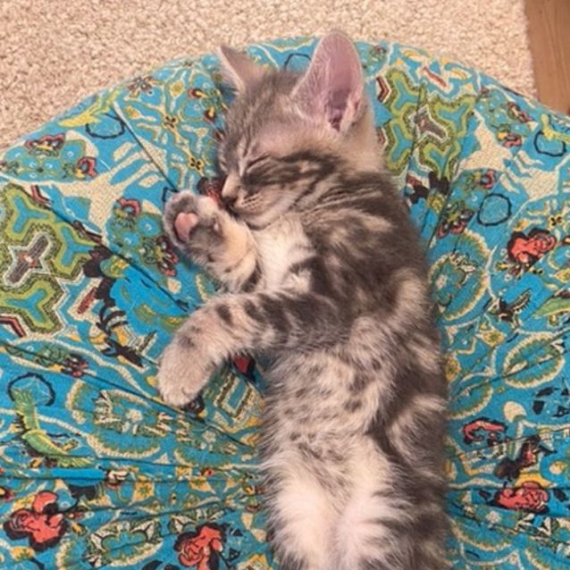 Photo of Bao   Located In Northcote