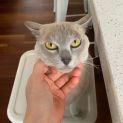 Photo of Nala