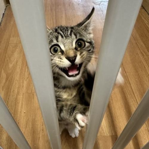 Lentil