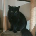 Photo of Jinx