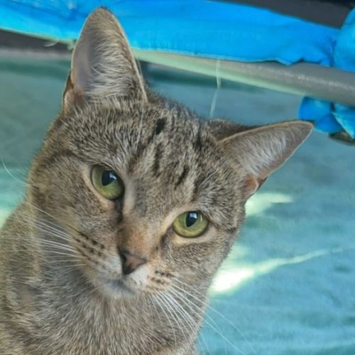 Skylar 🌹 - Domestic Short Hair Cat